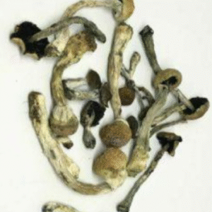 AFRICAN TRANSKEI MUSHROOMS