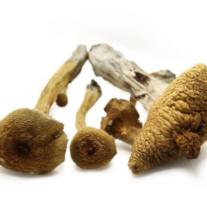 ALACABENZI MAGIC MUSHROOMS