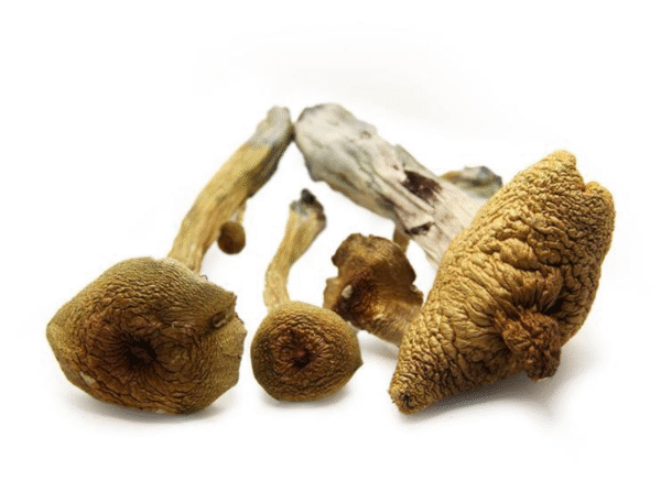ALACABENZI MAGIC MUSHROOMS