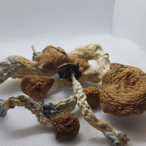 AMAZONIAN MAGIC MUSHROOMS