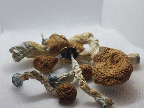 AMAZONIAN MAGIC MUSHROOMS