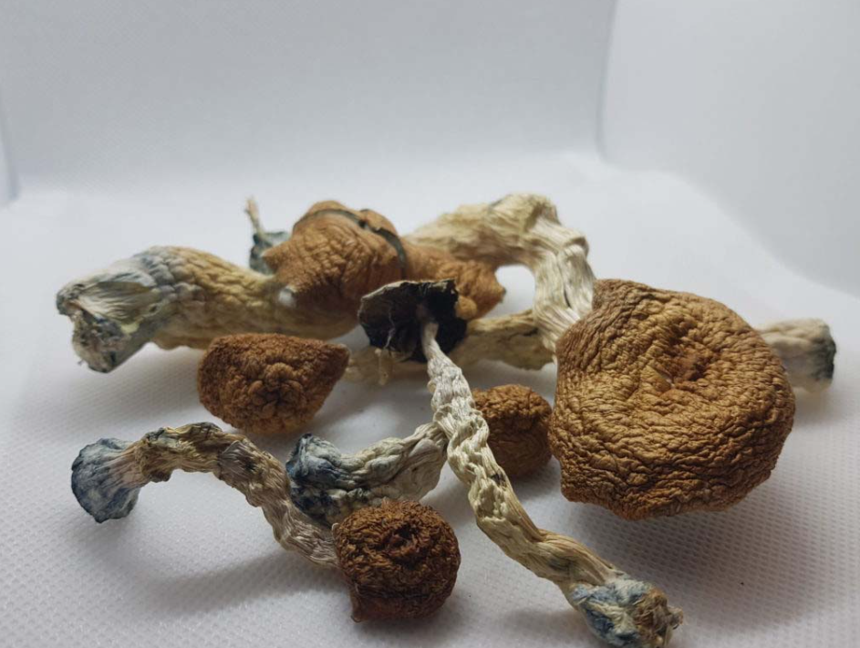 AMAZONIAN MAGIC MUSHROOMS
