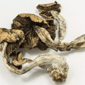 MAGIC MUSHROOMS (Psilocybe Cubensis)